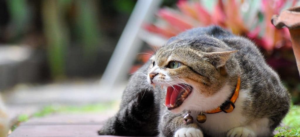 gato arisco