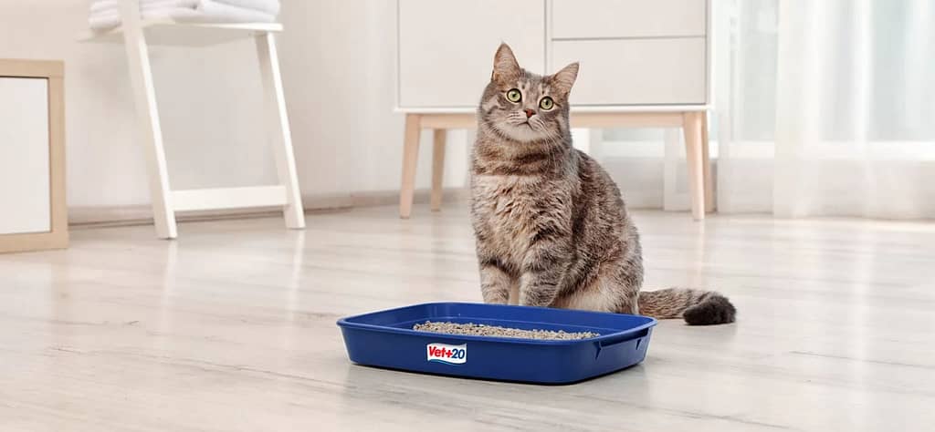 Como Ensinar Gato a Usar de Caixa de Areia