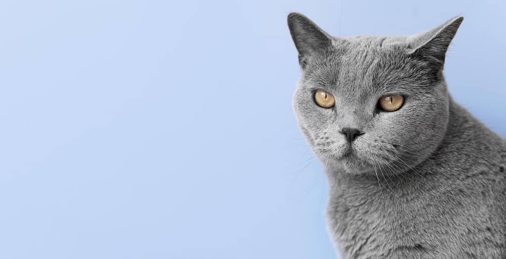 Cuidados com Gatos , Cuidados com Pets