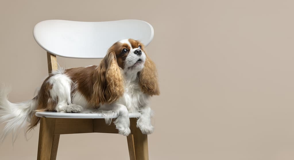 Cachorro Pequeno Para Apartamento