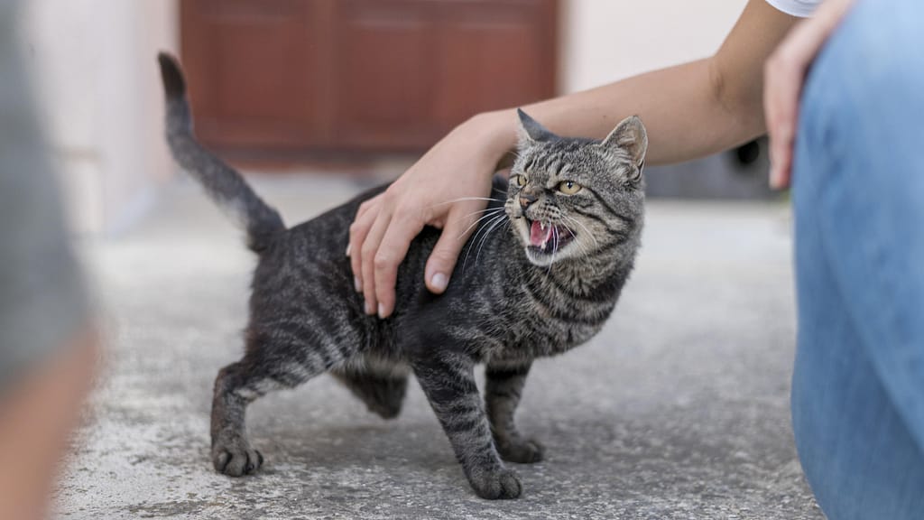 gato arisco