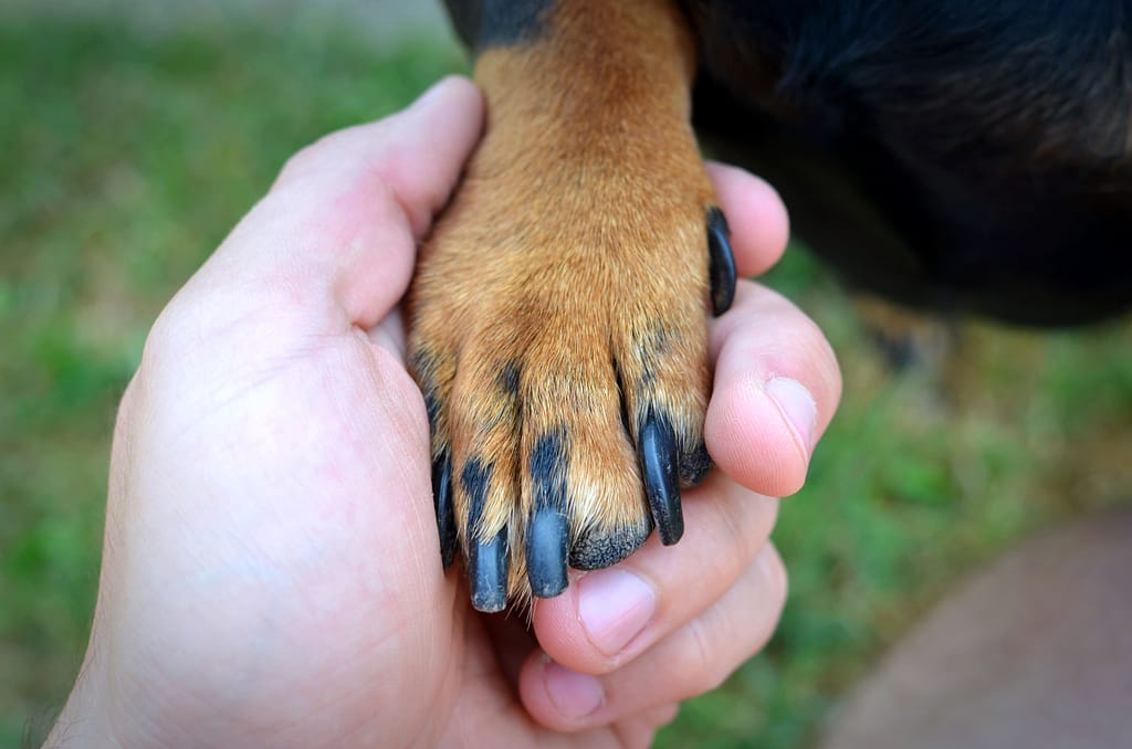como cortar unha preta de cachorro