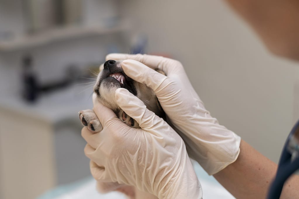  como escovar o dente do cachorro