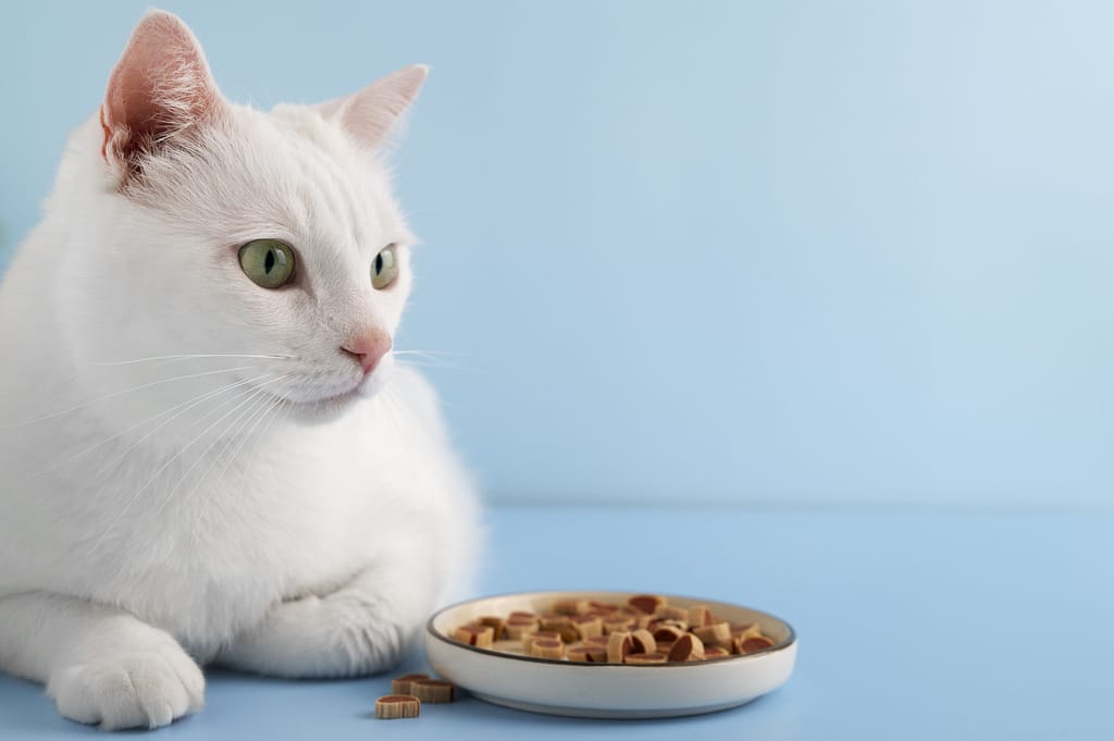 Alimentação Natural Para Gatos
