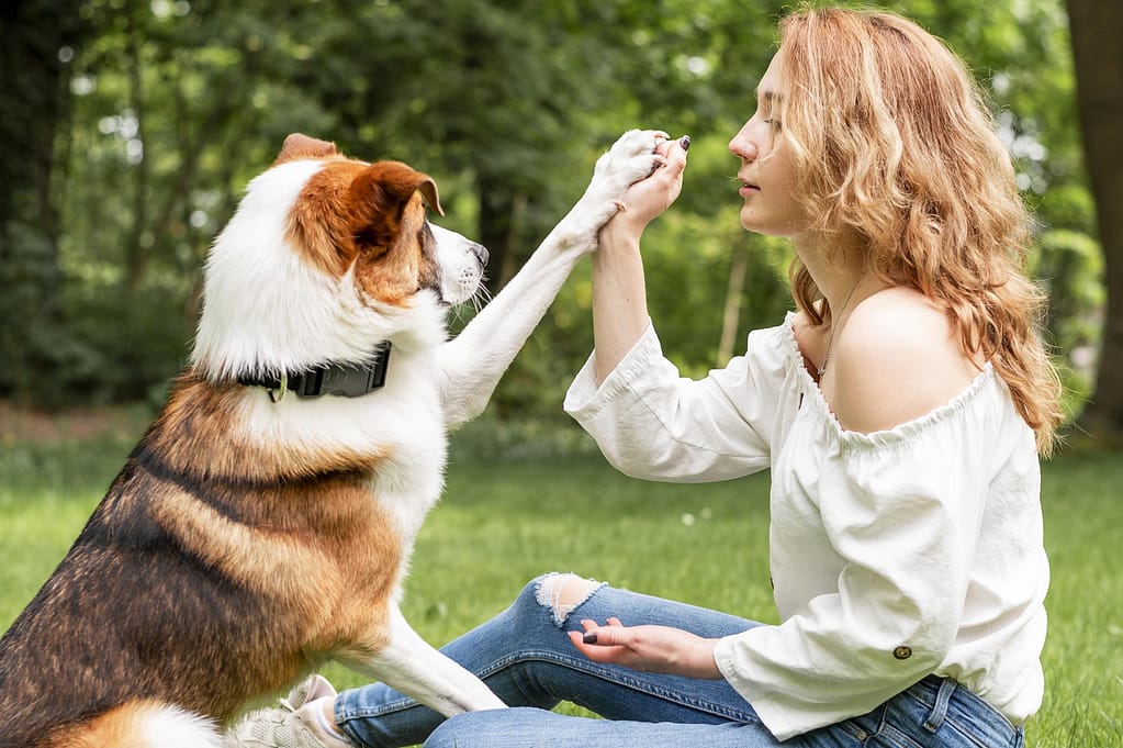 como adestrar um cachorro