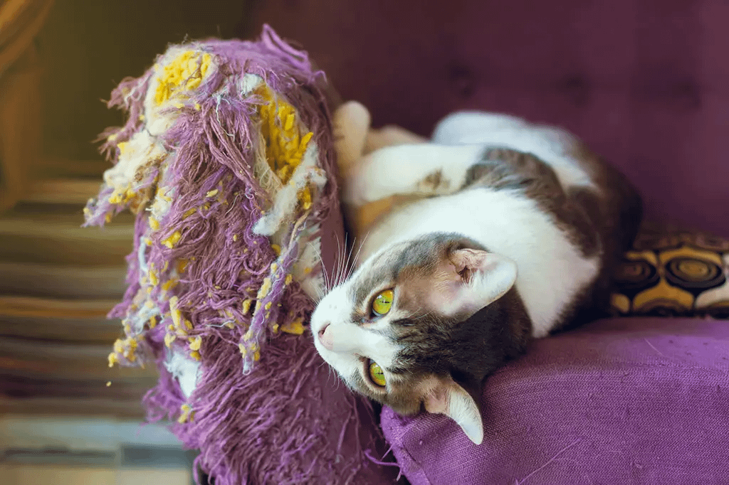 Gato Arranhando Móveis