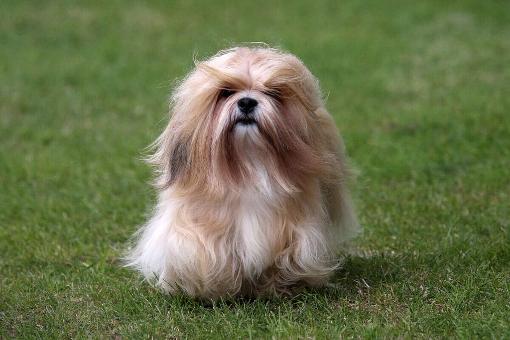 Cachorro Pequeno Para Apartamento