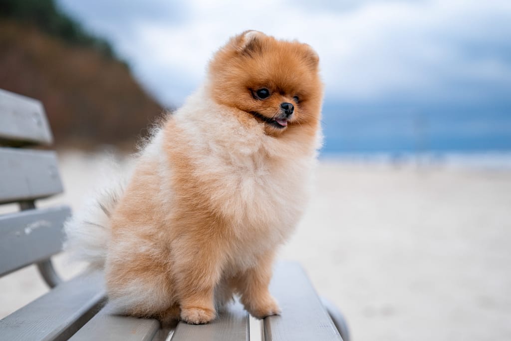 Cachorro Pequeno Para Apartamento