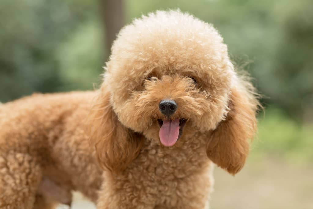 Cachorro Pequeno Para Apartamento
