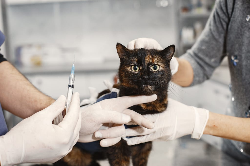 Como Adaptar Novo Gato na Casa