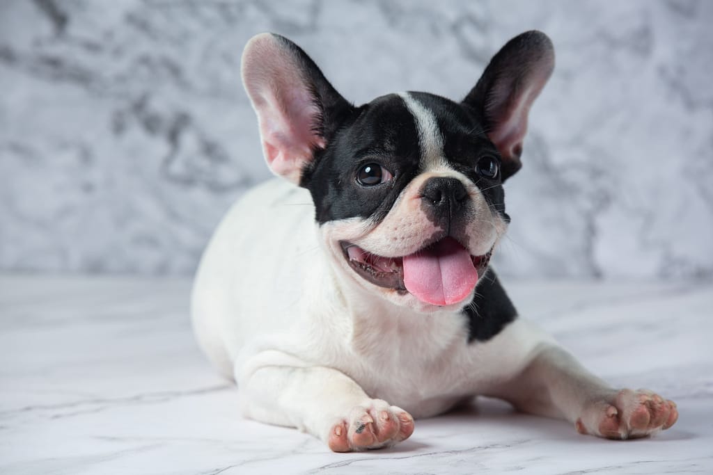 Cachoro Peuqeno Para Apartamento
