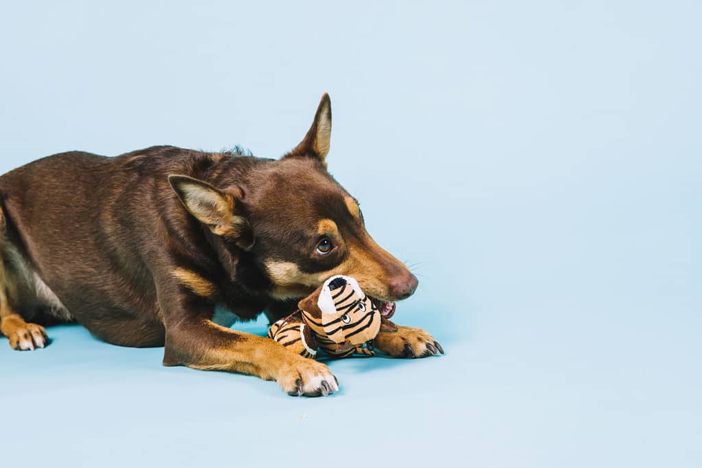 Cuidados com Cachorro , Cuidados com Pets