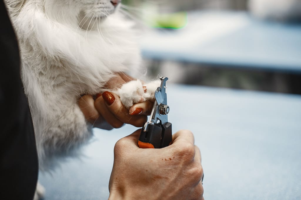 Gato de Rua Como Cuidar