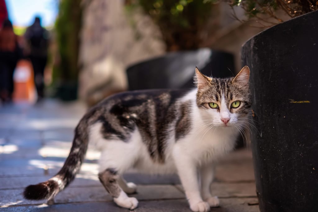 Gato de Rua Como Cuidar