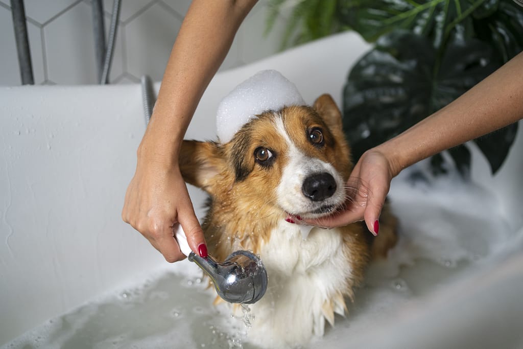 como dar banho no cachorro em casa