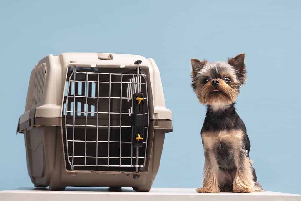 Como Levar Cachorro no Avião