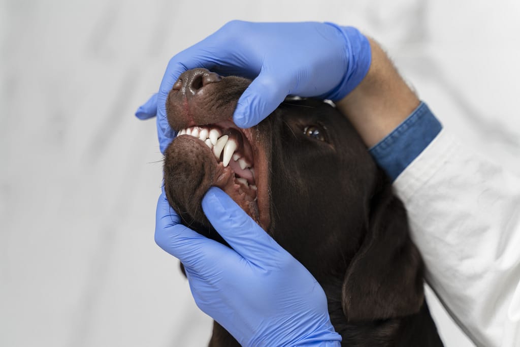 como escovar o dente do cachorro