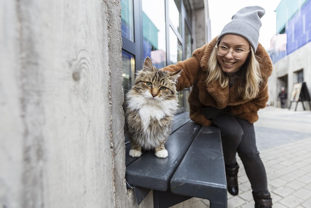 Gato de Rua