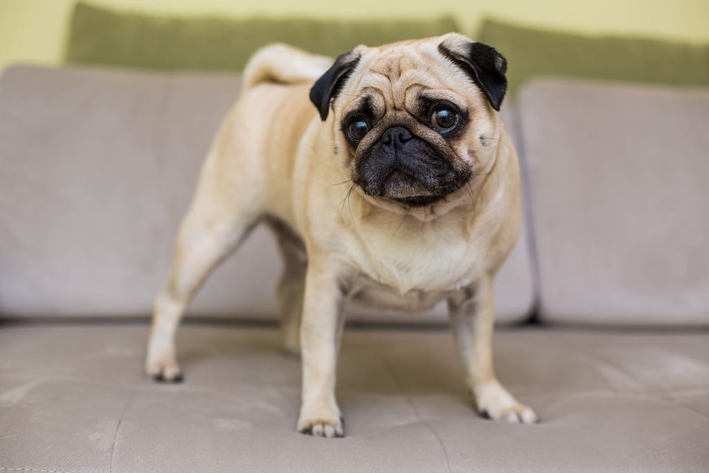 Cachorro Pequeno Para Apartamento