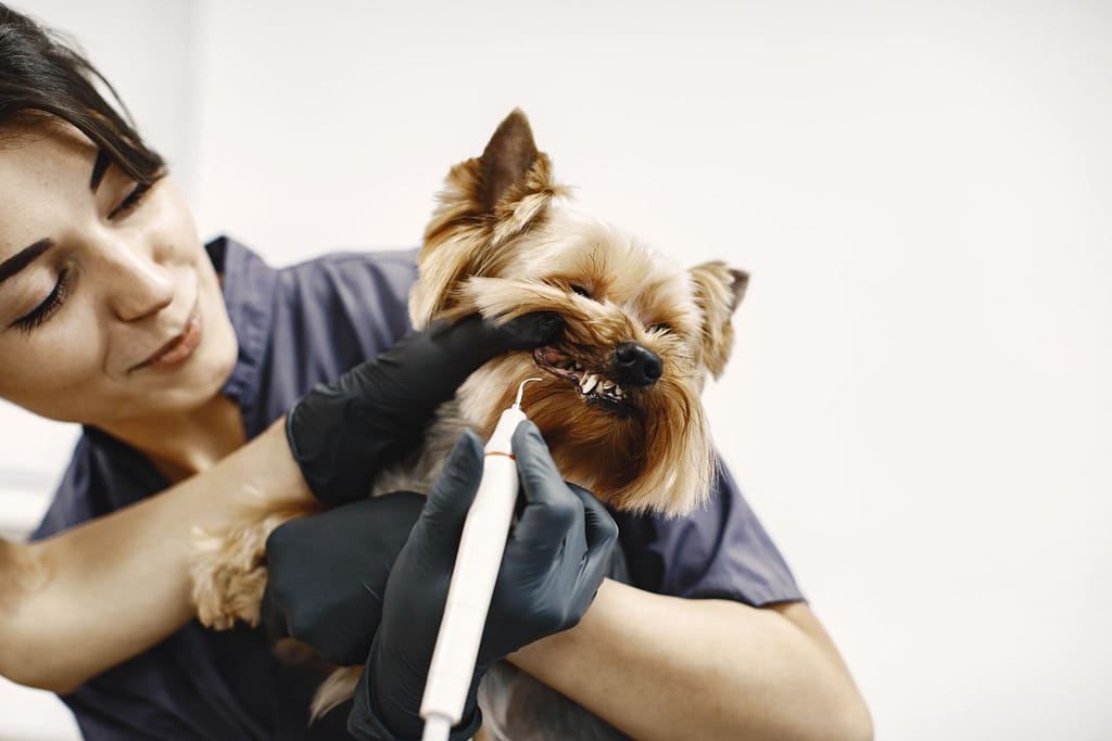  como escovar o dente do cachorro