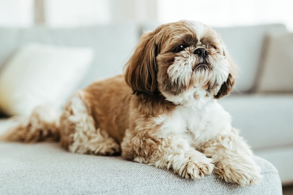 Cachorro Pequeno Para Apartamento