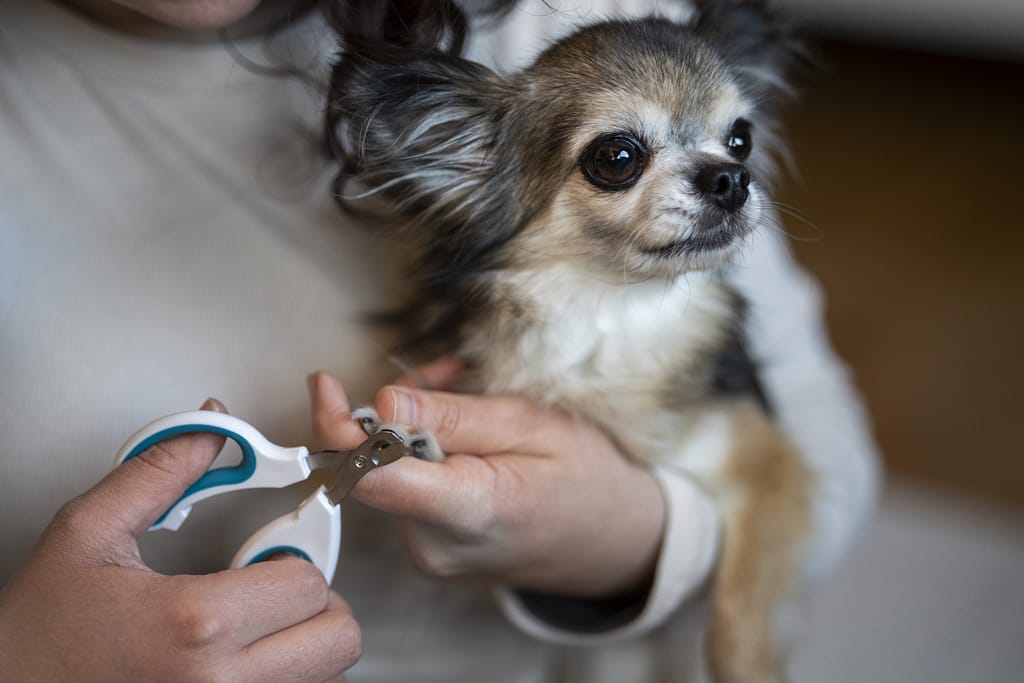 como cortar unha preta de cachorro