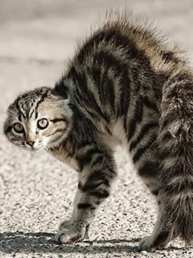 Gato Arisco: Dicas e Técnicas para Ganhar a Confiança do Seu Felino