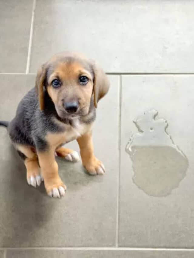 Ensinar Cachorro a Fazer Xixi No Lugar Certo Aprenda Como