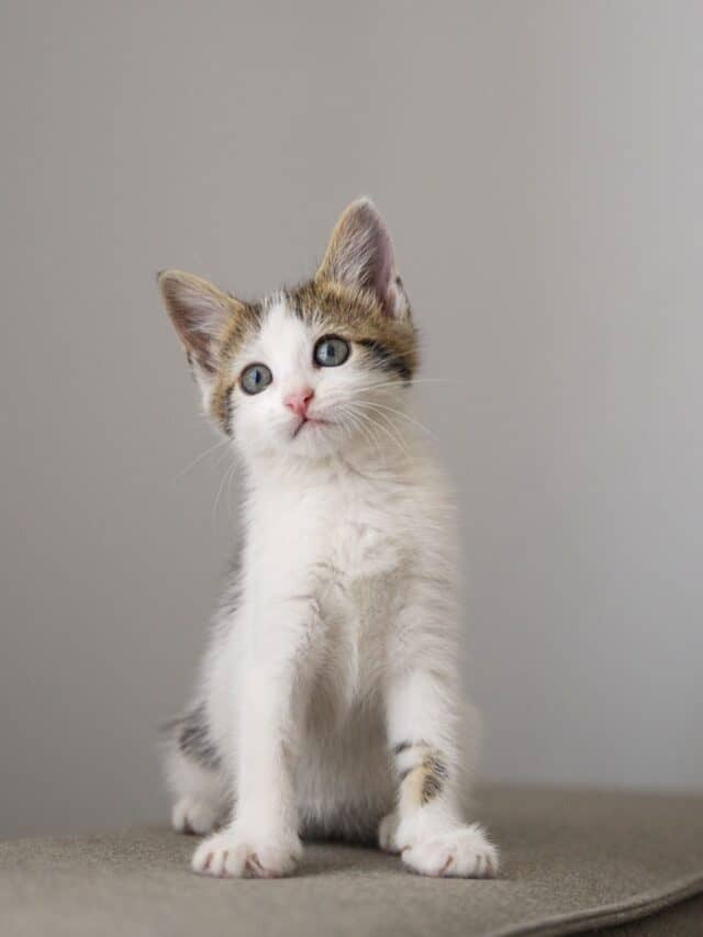 Como Adaptar Novo Gato na Casa