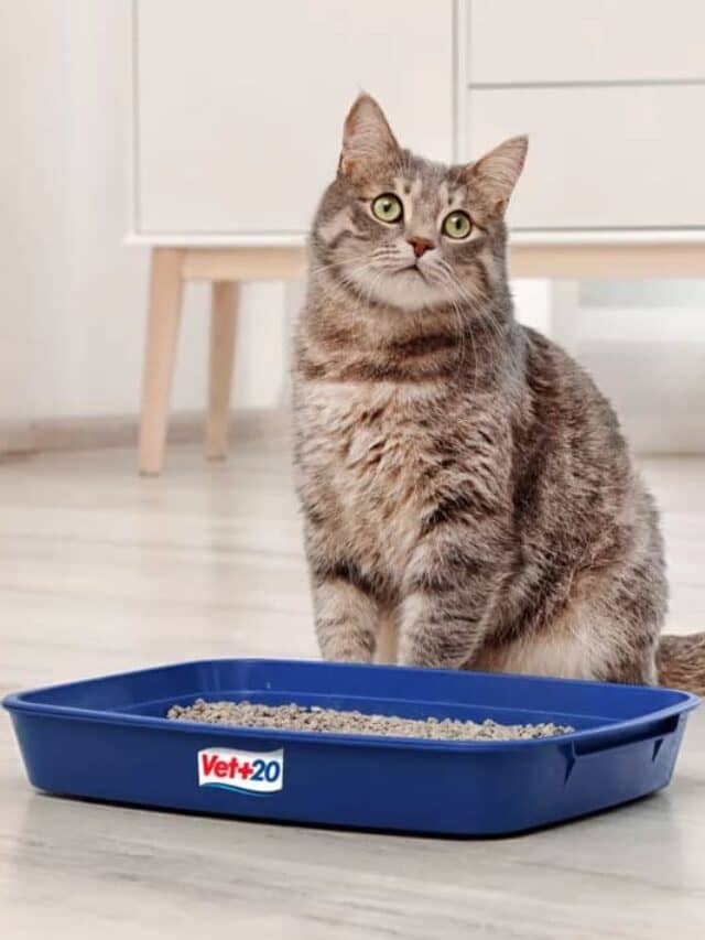 Como ensinar gato a usar de caixa de areia