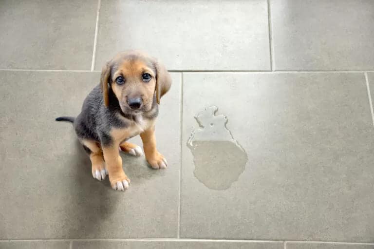 Ensinar Cachorro a Fazer Xixi no Lugar Certo
