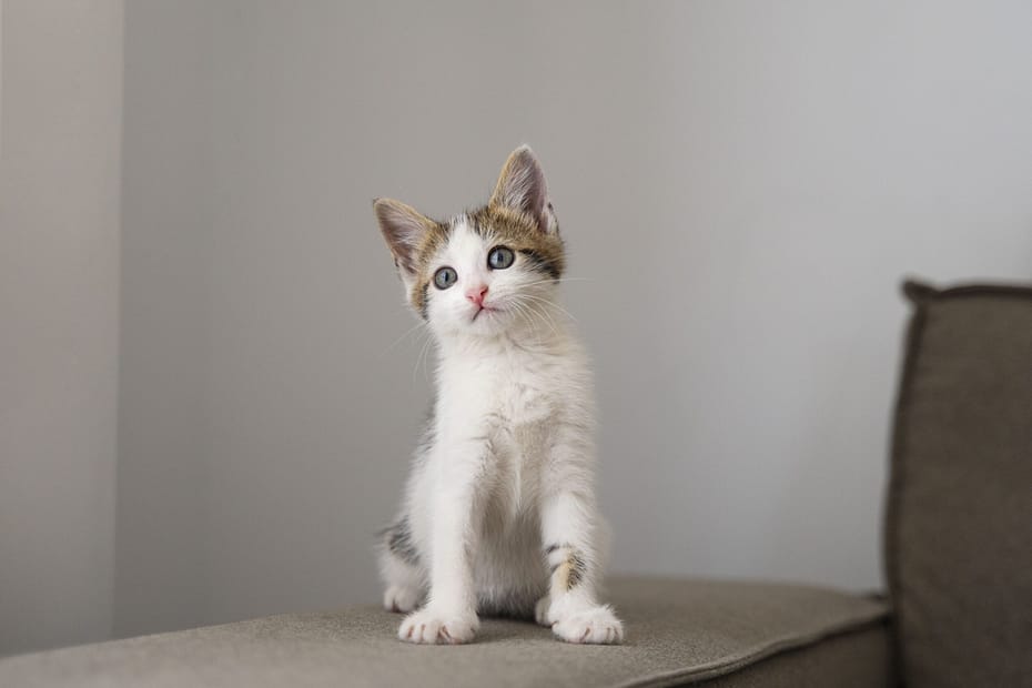 Como Adaptar Novo Gato na Casa