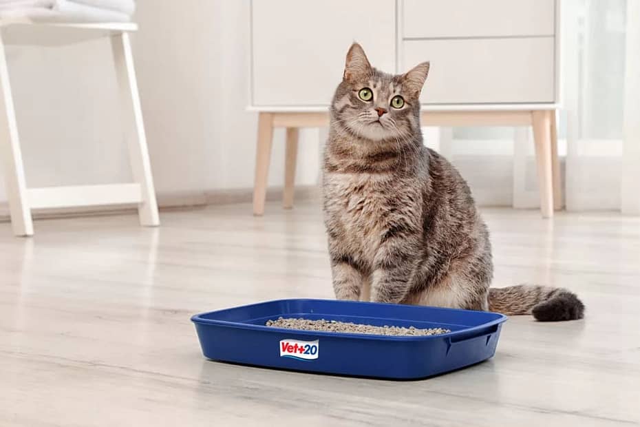 omo ensinar gato a usar de caixa de areia
