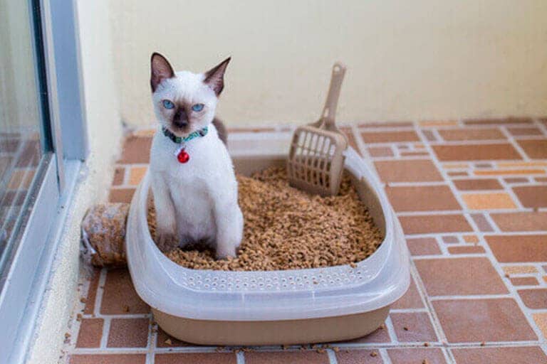 Como Ensinar Gato a Usar de Caixa de Areia