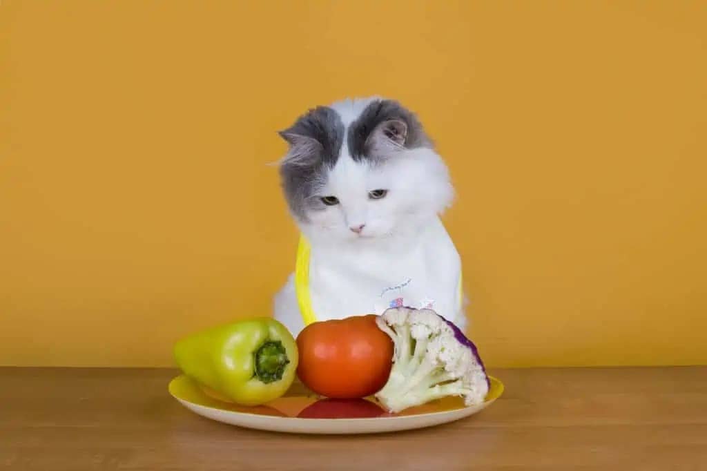 Alimentação Natural Para Gatos