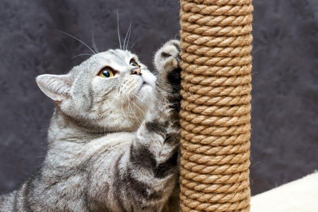 Gato Arranhando Móveis
